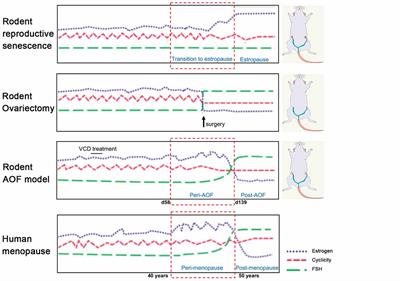 Accelerated Ovarian Failure as a Unique Model to Study Peri-Menopause Influence on Alzheimer’s Disease